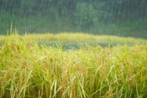 稲穂に打ち付ける大雨の写真